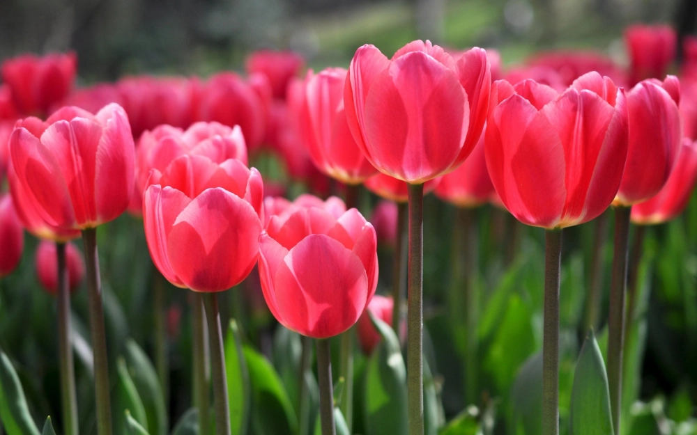 Hình ảnh hoa tulip chill mang đến cảm giác yên bình và thơ mộng