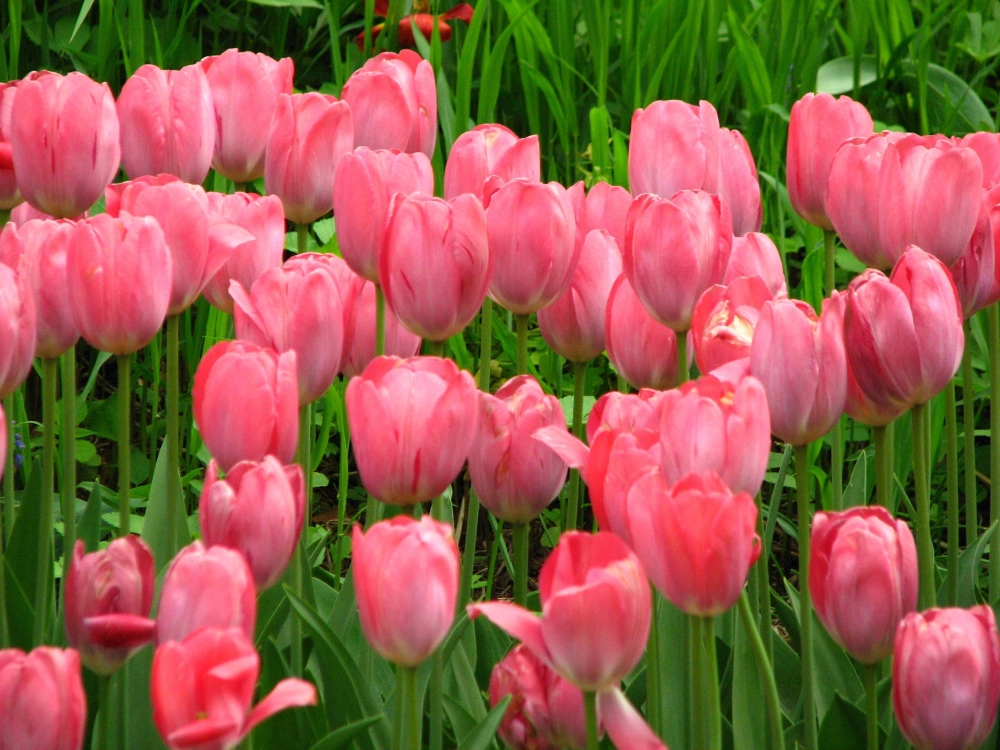 Tải ngay ảnh hoa tulip hình nền để làm đẹp màn hình của bạn