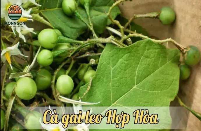 Cà gai leo Hợp Hòa - Những điểm mua cà chất lượng tại Tuyên Quang