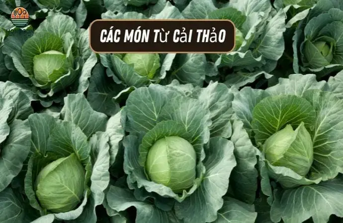 Các món từ cải thảo - Công thức dễ làm & lợi ích