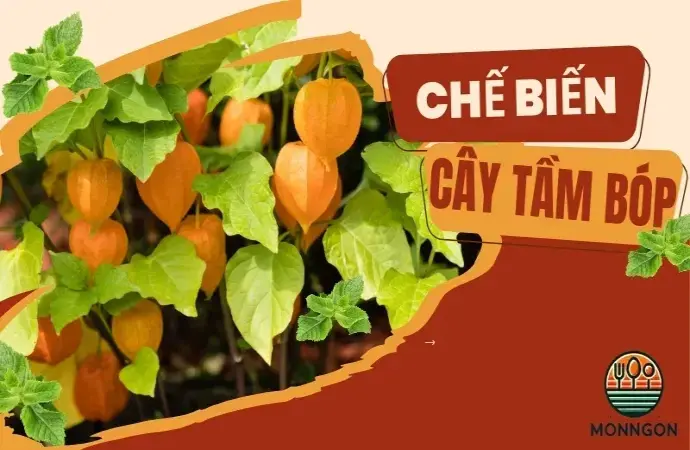 Bí quyết chế biến cây tầm bóp không bị đắng, giữ vị ngọt tự nhiên