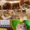 Comprehensive guide to creating a stimulating environment for pet hamsters in 2026