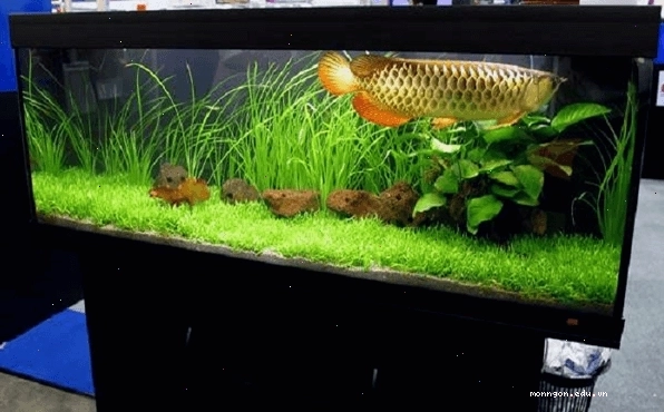 Bể cá rồng cần có kích thước phù hợp với từng giai đoạn phát triển