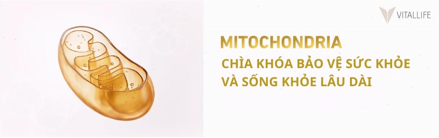 Ty thể là chìa khóa bảo vệ sức khỏe và sống khỏe lâu dài trước tác động môi trường