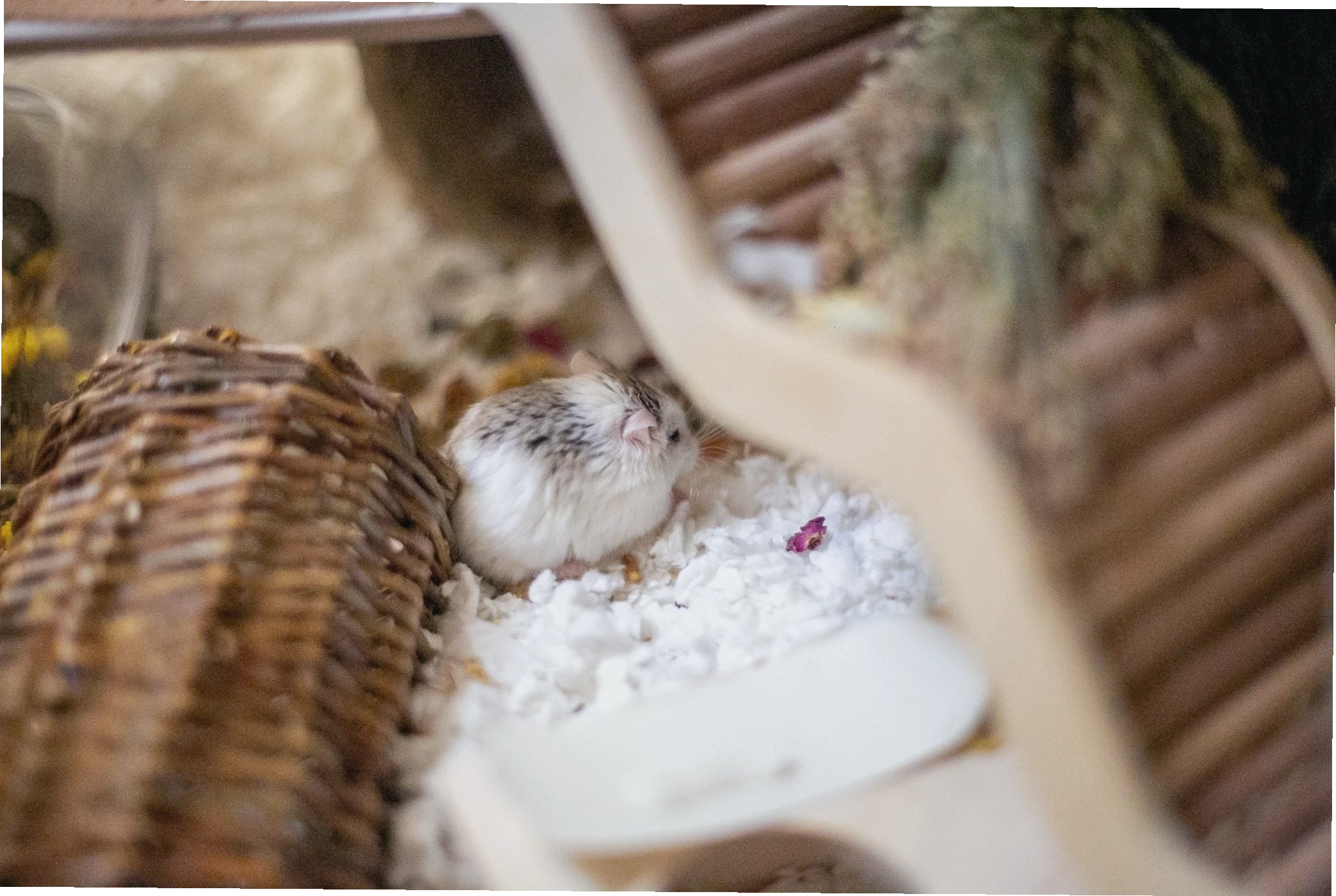 Bert the Roborovski is sometimes hard to spot in his roomy, 40” Prolee enclosure