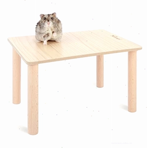 Hamster playpen setup for supervised exercise